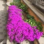Ivankovic Διαμέρισμα Stari Grad (Hvar)